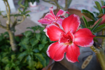 Desert rose flower (Other names are desert rose, Mock Azalea) in Thailand