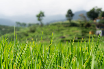 This is the iconic Tegalalang rice terrace, one of the most visited tourist attractions in Ubud. Tegalalang rice fields is a series of rice paddies located close to Ubud, in the centre of Bali, 