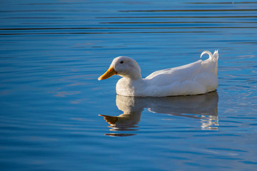 White pekin ducks swimming on a still calm lake with water reflection