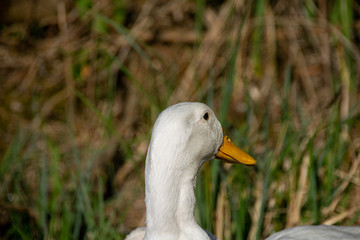 Back of the head of a pekin white duck