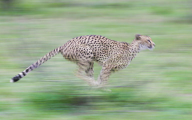 Cheetah running fast South Africa
