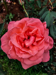 Pink Rose in a Garden