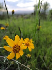 flores amarillas con fondo de fauna y vegetaci&oacute;n. 