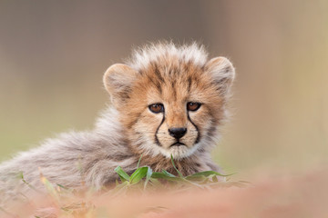 Naklejka na ściany i meble Cute small Cheetah cub portrait South Africa