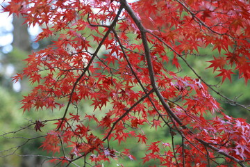 Beautiful Japanese autumn in Miyajima, Miyajimacho