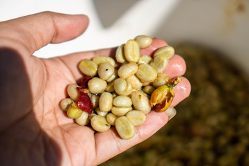 Coffea is a genus of flowering plants in the family Rubiaceae. Coffea species are shrubs or small trees native to tropical and southern Africa and tropical Asia. green coffee bean refers to unroasted 