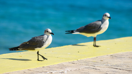 aves en el muelle