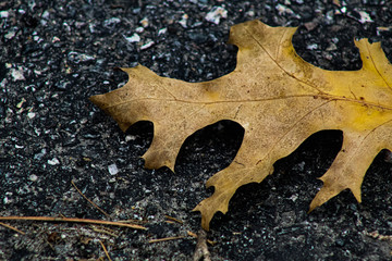 Leaf on the Pavement