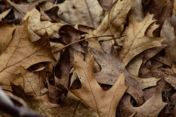 Fallen Foliage 