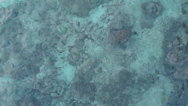 Sea turtle. Ocean floor. Coral reef. Underwater world. Apo island. Sea turtle from the air. Endangered species. Turtle looking for food. The underwater world of the Philippines. Nature and people.