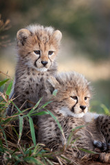 Naklejka na ściany i meble Two young African Cheetah cubs South Africa