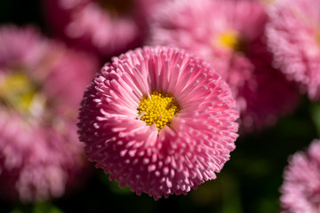 A closeup of some pink bellis flowers.    Vancouver BC Canada  © haseg77