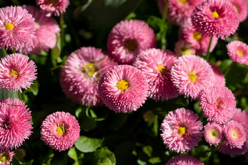 A picture of some pink bellis flowers.    Vancouver BC Canada  © haseg77