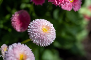 A picture of some light pink bellis flowers.    Vancouver BC Canada
