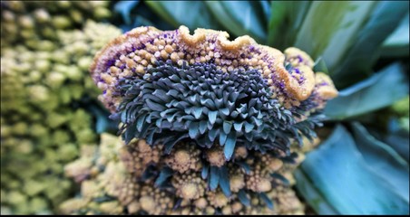 Fototapeta na wymiar Close-up Of Romanesco Broccoli