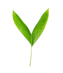 Salak, salacca or zalacca leaf isolated on the white background.