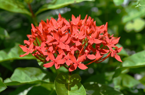Close up of Red lxora ,needle flower in garden