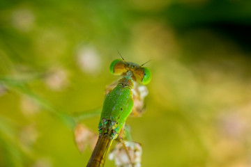 orange yellow black Dragonfly Flying india