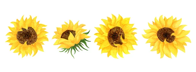 Papier Peint photo Tournesols Ensemble de fleurs de tournesol jaunes sur fond blanc. Illustration aquarelle botanique. Clipart pour la conception d& 39 invitations et de cartes.