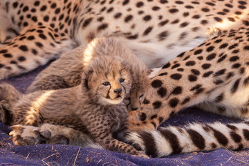 Tiny 3 week old baby Cheetah cub South Africa