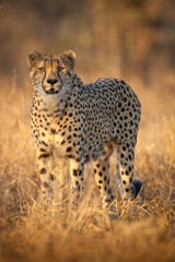 Cheetah portrait Kruger Park South Africa