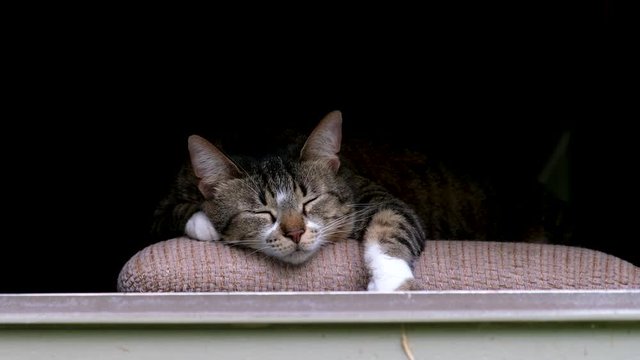 Cat sleeping on a chair by the windowsill 