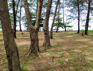 Panorama of pine trees on the beach