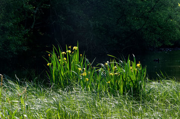 Iris flowers in Etang d'or pond. Rambouillet forest