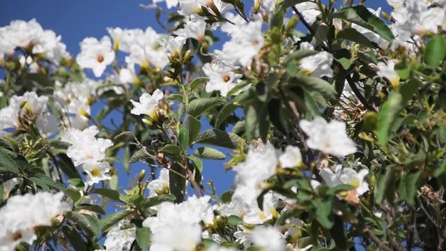 A large cluster of white flowers bouncing in the wind.