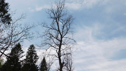 Fototapeta na wymiar oak tree and blue sky