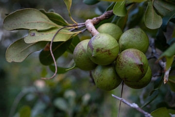 Group of macadamia nuts on its tree in the plantation at blurred background