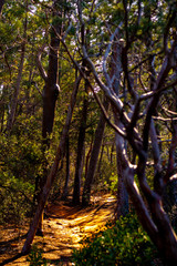 Obraz premium Summer in the woods 