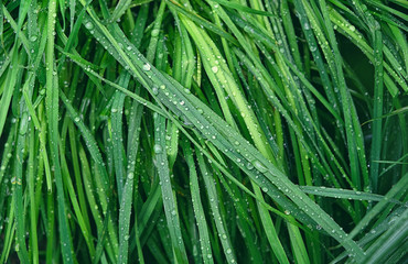 green grass on meadow with water dew drops. ecology, earth day, pure nature concept. close up
