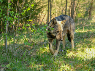Dog walking around in a forest