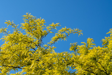 Fototapeta premium Arbres à feuilles jaunes