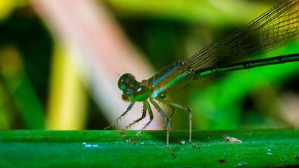 orange yellow black Dragonfly Flying india