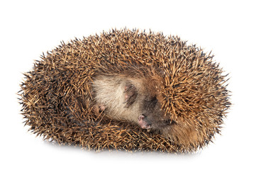 European hedgehog in studio