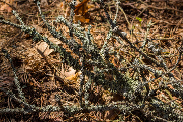 Fallen branch covered with gray moss
