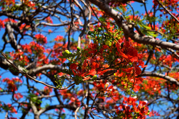 tree branch with red flowers against a blue sky