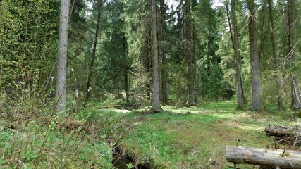 sun rays in the spring forest