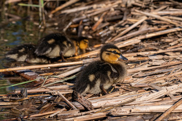 Mallard duckling on reed bed nest