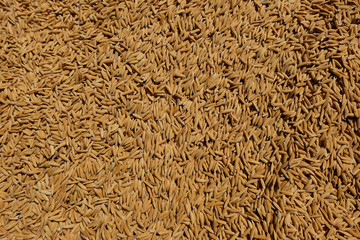 paddy rice and rice seed backgound