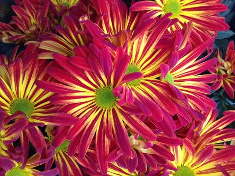 Pseudanthium Bilder Durchsuchen 659,135 Archivfotos,