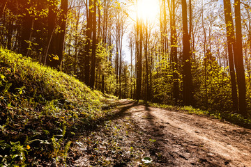 Forest landscape with tall trees in the sunlight. low angle view of path in forest. Nature scene in the woods with bright sun