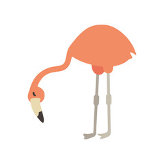 cute flamingo animal vector