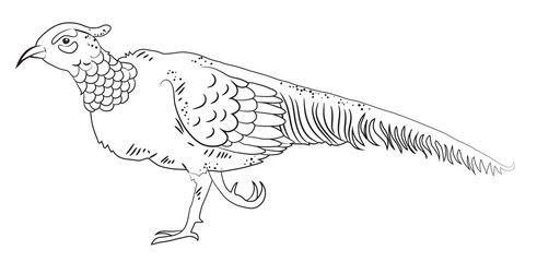 Hand drawn Bird Pheasant line art isolated on white background, vector illustration