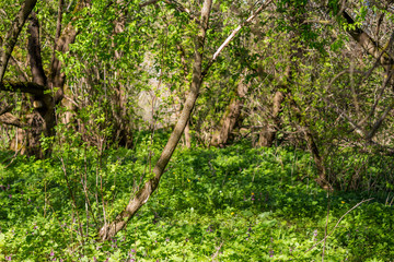 Lush green thickets sun-drenched
