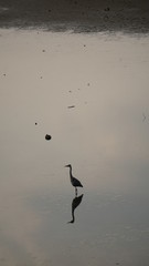 These are migratory birds taken at Giheung Lake Park in Yongin, Korea.