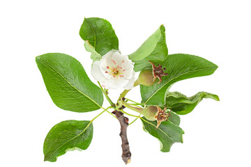 Pear flower bunch closeup