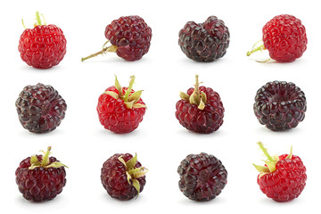 Cumberland fruit on white collection